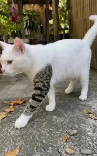 گربه خوشگل و بلا