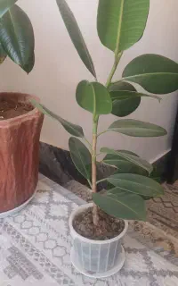 فروش گل