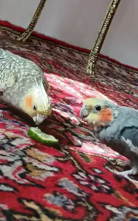 عروس هلندی