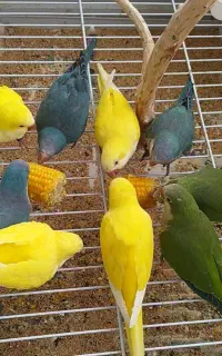 جوجه راهب ۳چهارماهه