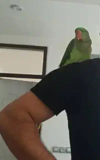 شاه طوطی