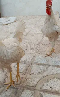 خروس