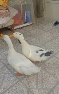 اردک