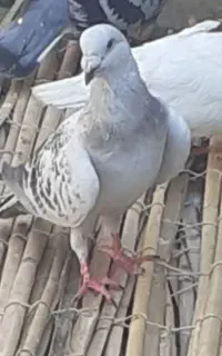 کبوتر