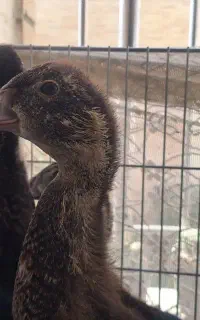 جوجه نیمچه اردک روسی، اسرائیلی
