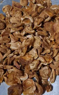 قیسی زردآلو