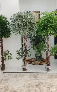 درختچه بنجامین مصنوعی با تنه طبیعی