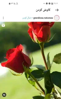 فروش سیم کارت ۱۴۵داخله پوکه