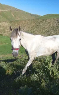 مادیان