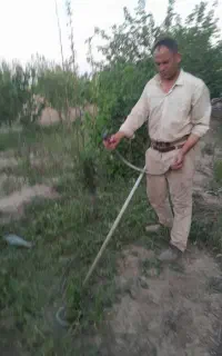 یونجه وعلف هرز