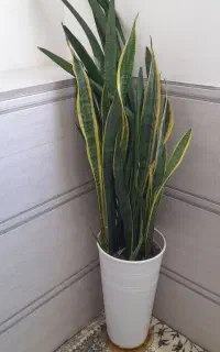 فروش گل