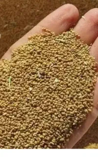 بذر یونجه (محلی)فروشی