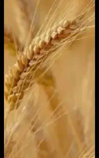 گندم کوهدشت