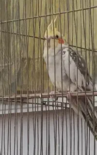 عروس هلندی نر