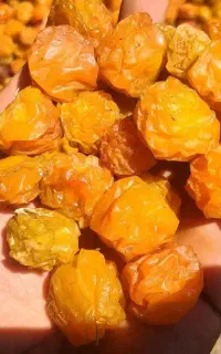 دودی