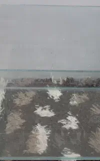 ماهی