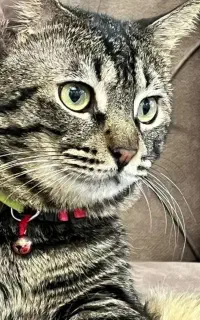 واگذاری گربه وچهار تا توله