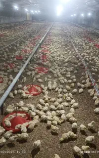 نیرو برای مرغداری گوشتی