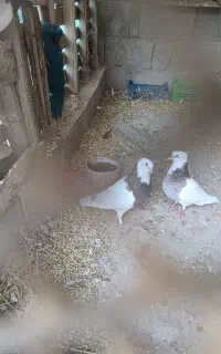 کبوتر