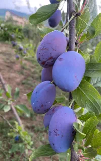 فروش آلو خرمایی درجه یک