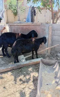 گوسفندشیشک قره قزل بره دار