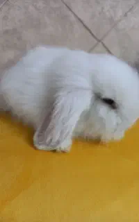 خرگوش بالغ نژاد لوپ