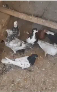 کبوتر