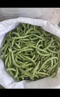لوبیا سبز