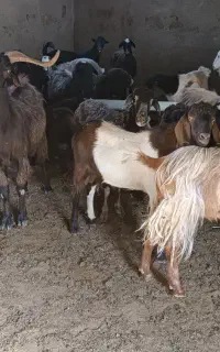 بز و بزغاله نر سبک و سنگین
