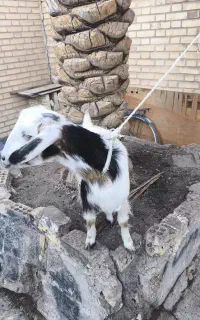 بز ماده ۱ساله سر حال