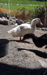 اردک ۲ ماهه روئن فرانسوی
