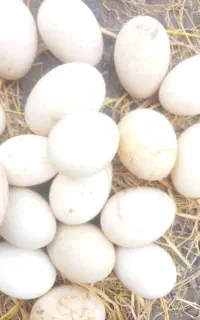 تخم اردک اسراییلی