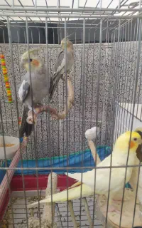 عروس هلندی