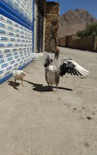 غاز