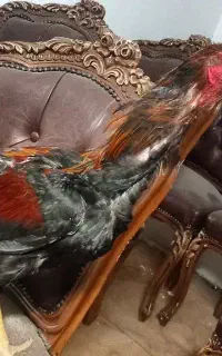خروس لاری جوجه ۱۱ماه سالار بلند
