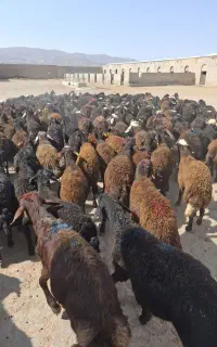 91 راس بره لاغر