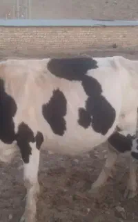 گاو