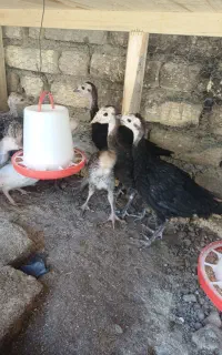 فروش جوجه بوقلمون