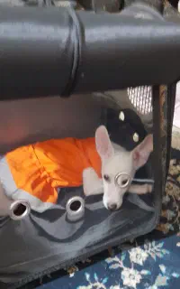 سگ نژاد جک راسل