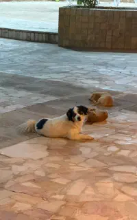 سگ گمشده محدوده گلدشت