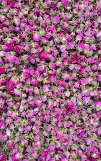 گل محمدی درجه یک