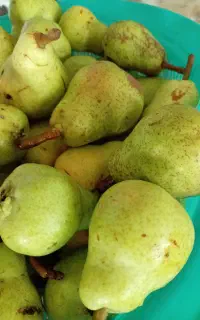 گلابی خوش طعم وشیرین وارزان
