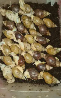 حلزون های خانگی