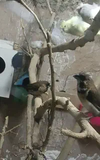 عروس و فنچ