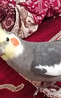 عروس هلندی گم شده