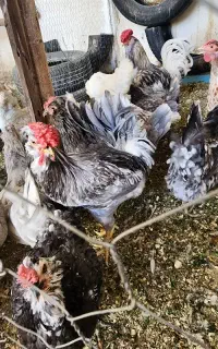 تخم نطفه دار گلین