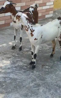 کهره نزار نری گیسه کهره بابچه ماده بره ماده غوچ
