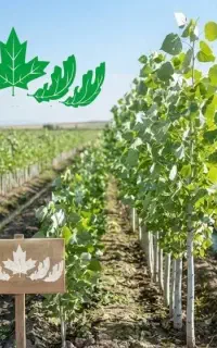 پیش فروش ویژه نهال کبوده (تبریزی)