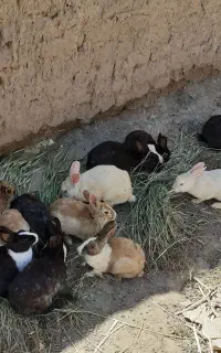 خرگوش