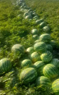 هندوانه درجه یک صادراتی